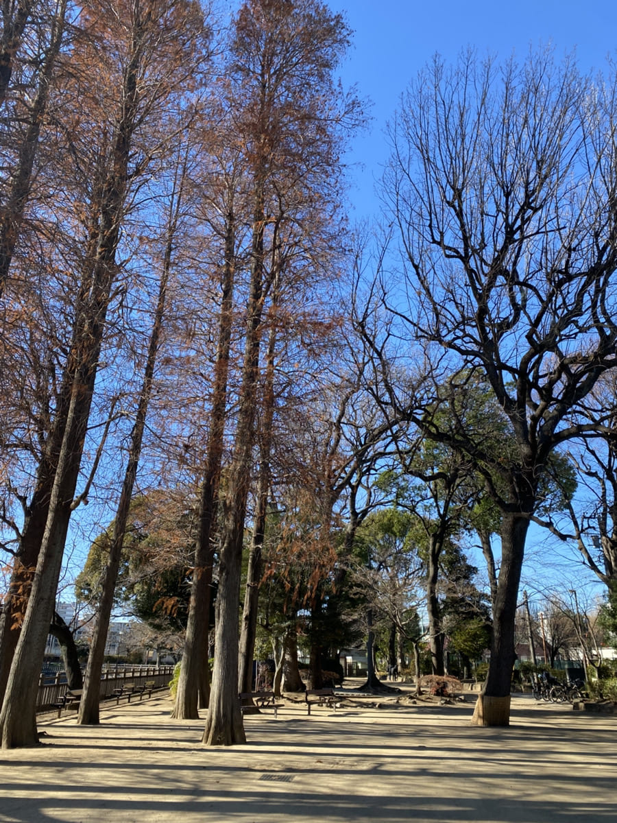 碑文谷公園の高い木々