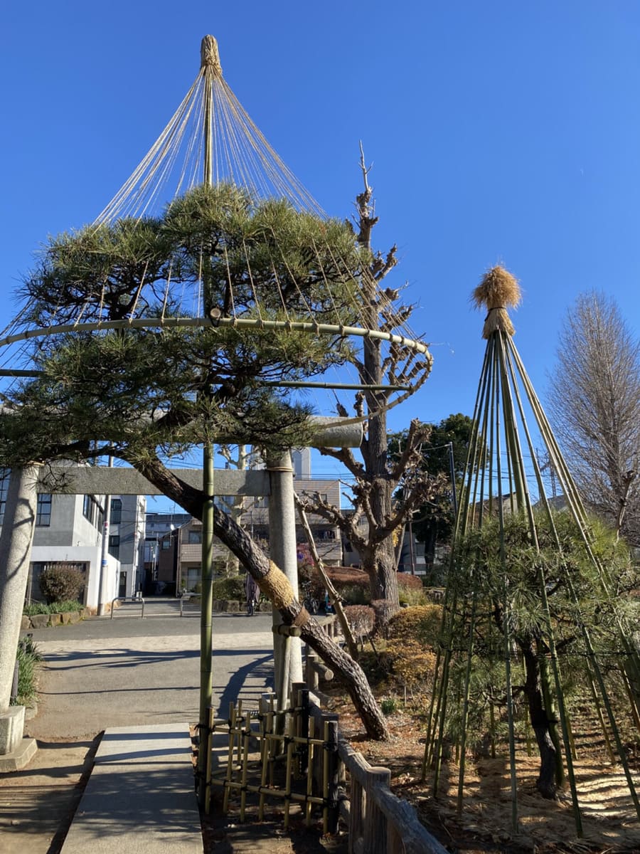 雪吊りをしてある木々